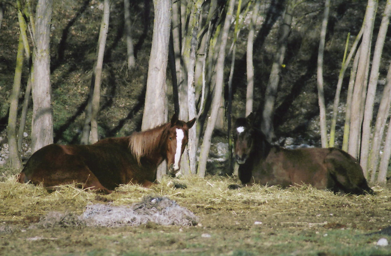 Cavallo